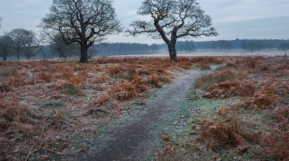A frosty Richmond Park, London, England